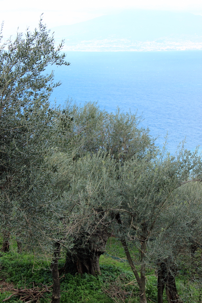 Un olivo plurisecolare